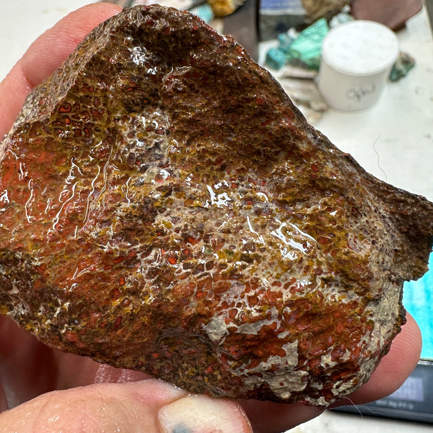 GEMBONE Dinosaur Bone Faced Rough - 0.82 Pounds