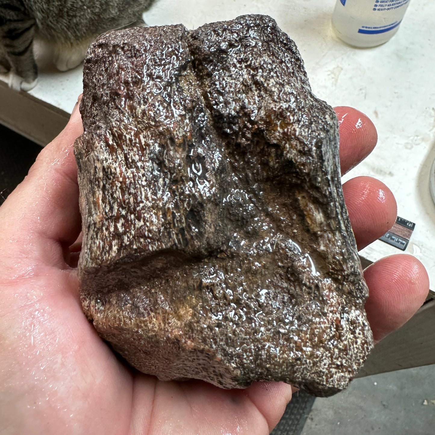 GEMBONE Dinosaur Bone Faced Rough - 1.89 Pounds