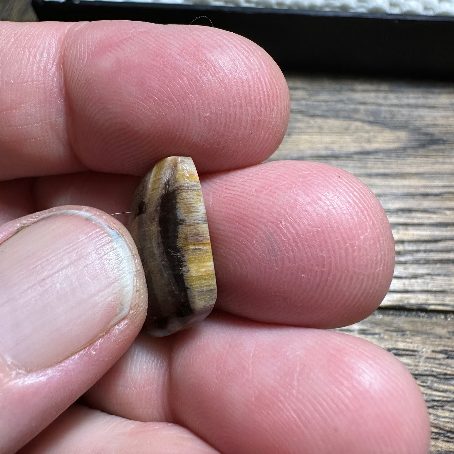 PETRIFIED WOOD cabochon