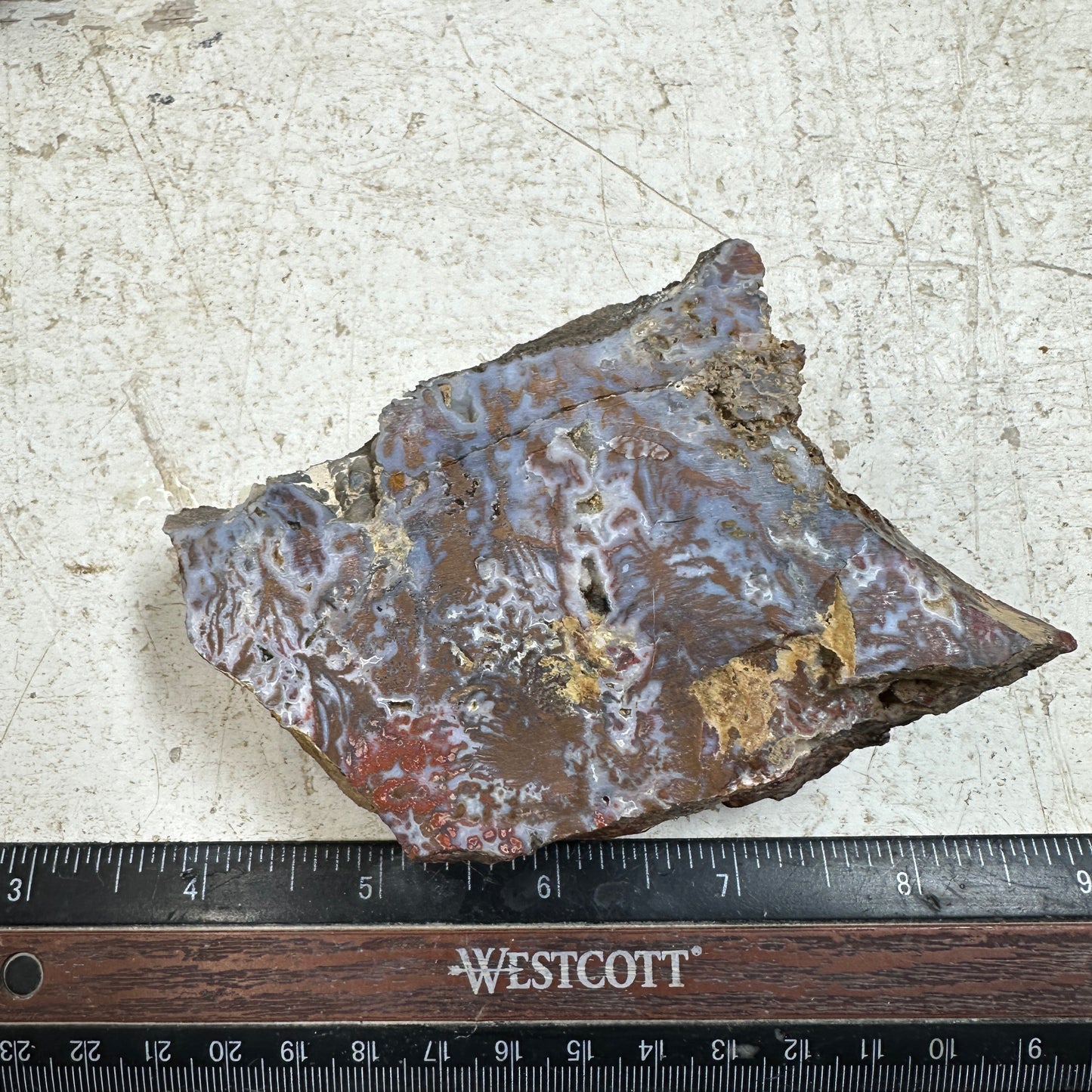 WINGATE PASS PLUME AGATE Windowed Rough - 0.79 Pounds