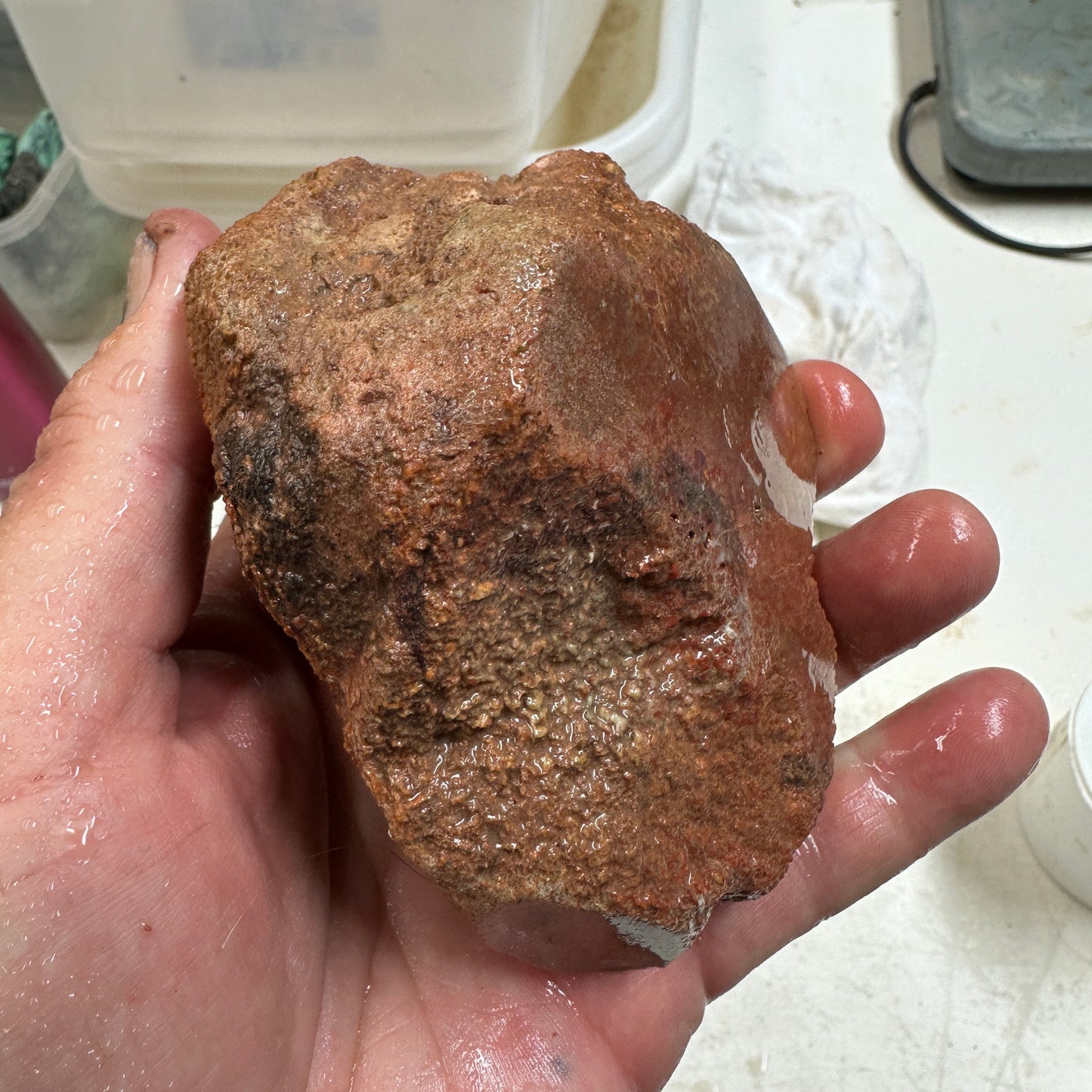 GEMBONE Dinosaur Bone Faced Rough - 1.49 Pounds