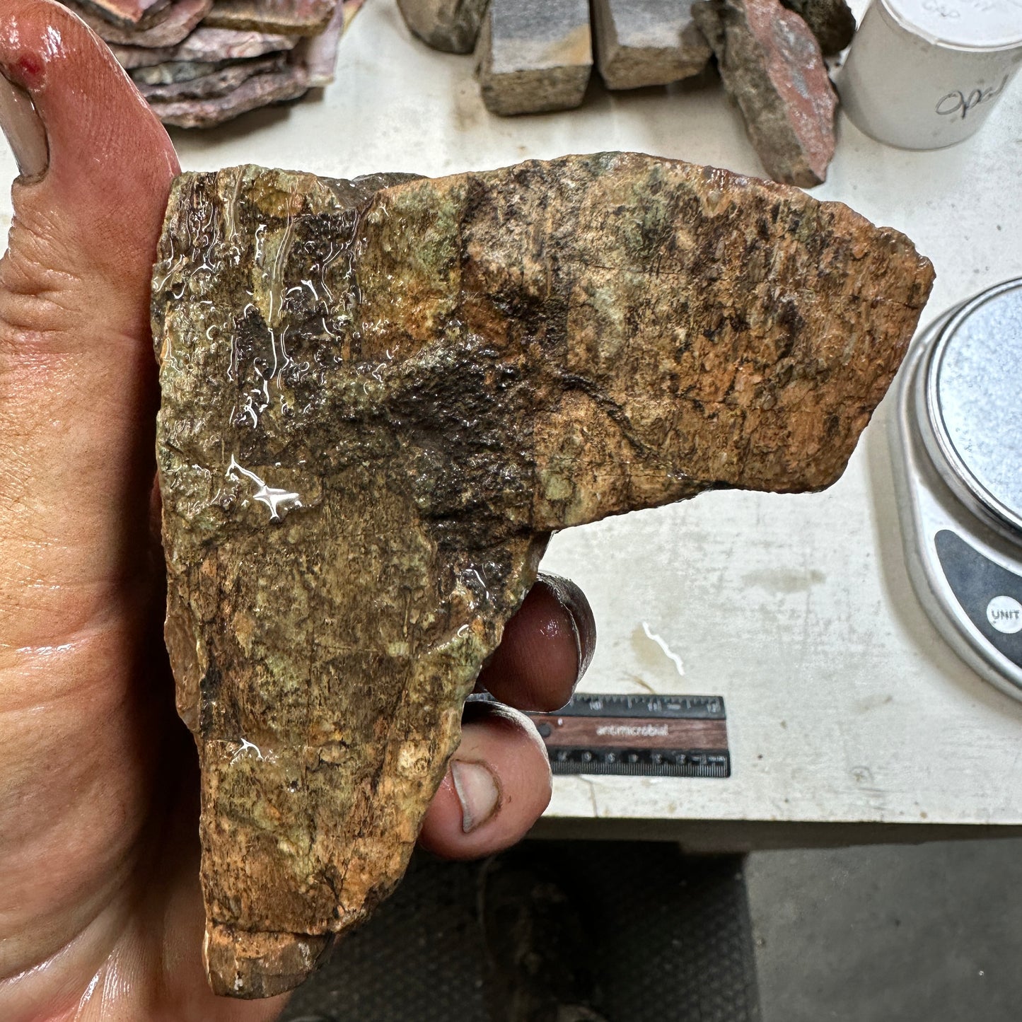 GEMBONE Dinosaur Bone Faced Rough - 2.09 Pounds