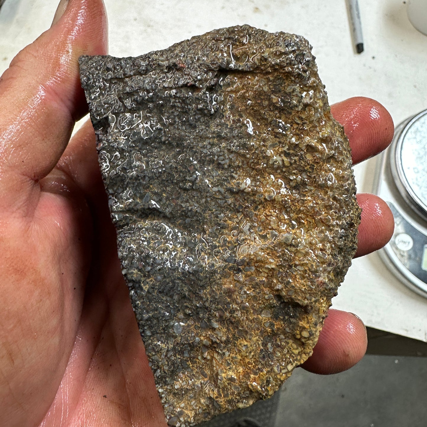 GEMBONE Dinosaur Bone Faced Rough - 1.17 Pounds