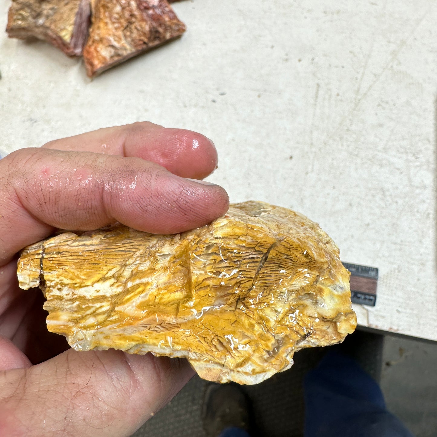 Golden HOWARDITE Faced Rough - 11.6ozs