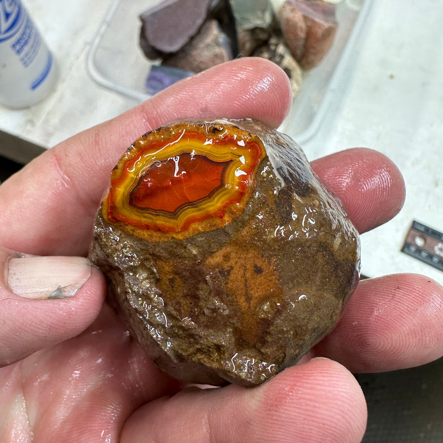 FIGHTING BLOOD AGATE Rough - 0.29 Pounds