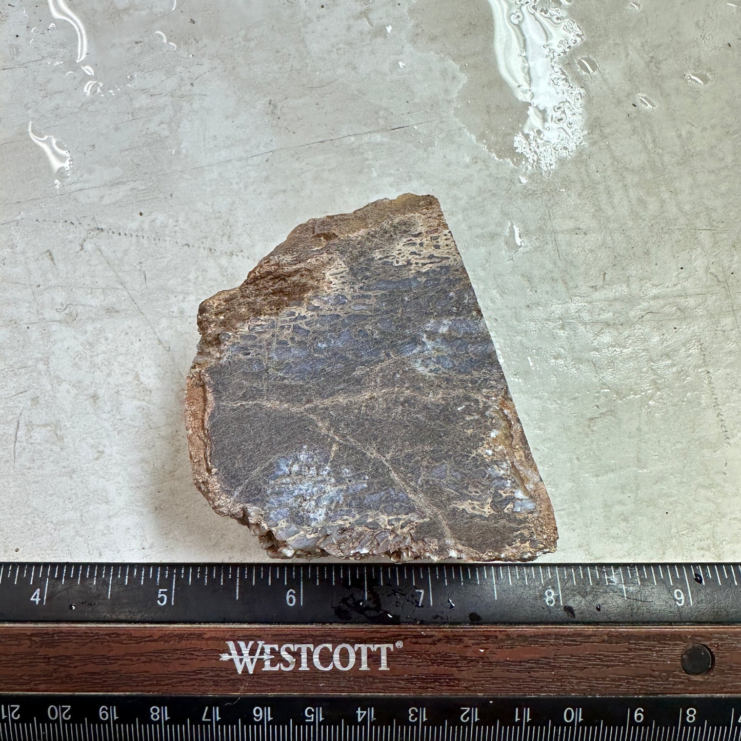 GEMBONE Dinosaur Bone Faced Rough - 0.46 Pounds