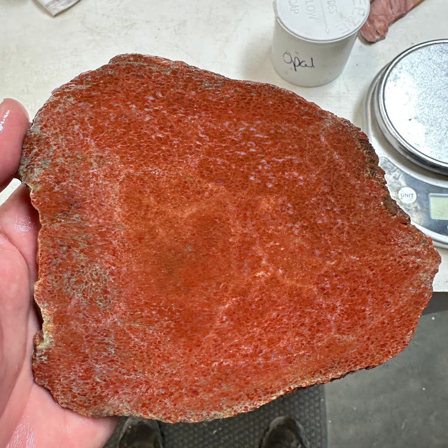 GEMBONE Dinosaur Bone Slab - 268 grams