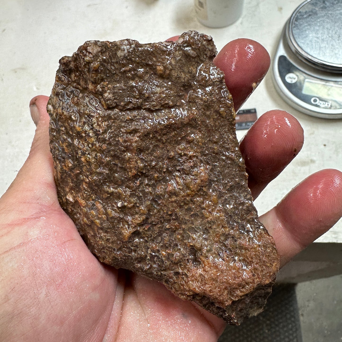 GEMBONE Dinosaur Bone Faced Rough - 0.70 Pounds