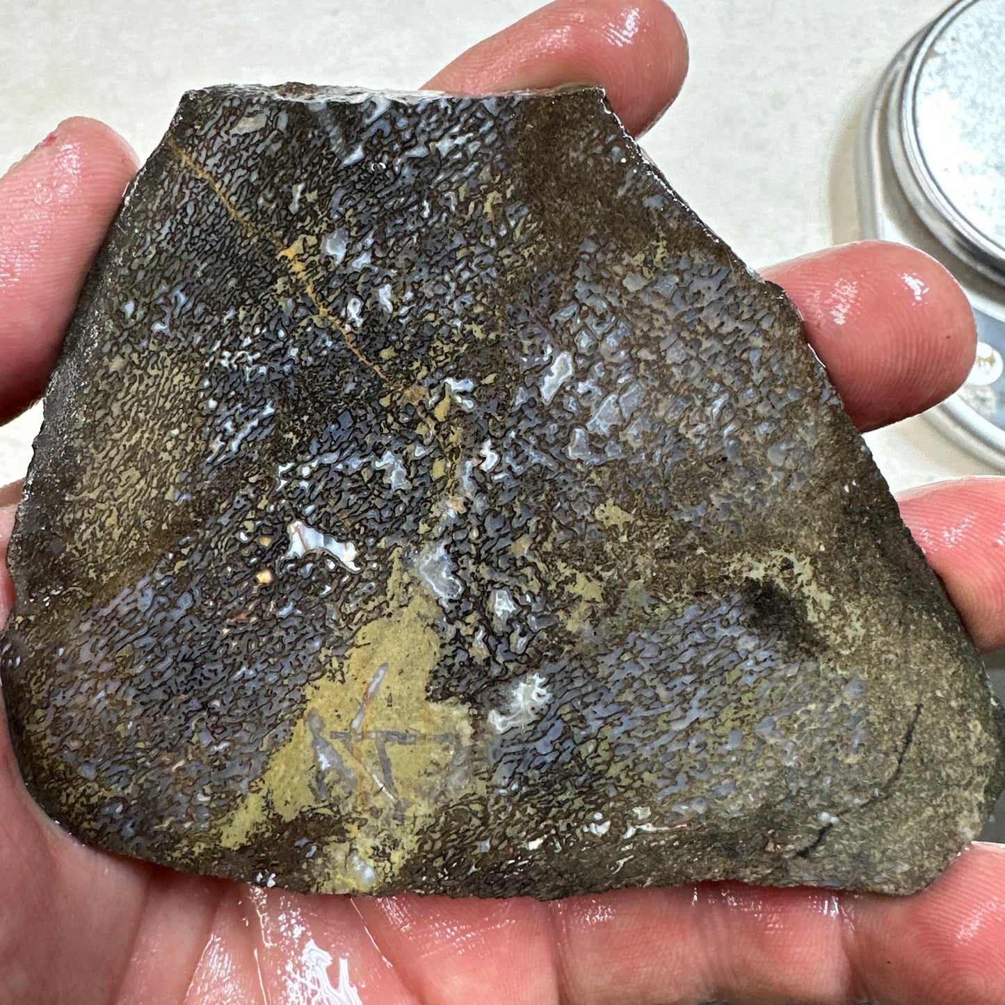 GEMBONE Dinosaur Bone Slab - 143 grams