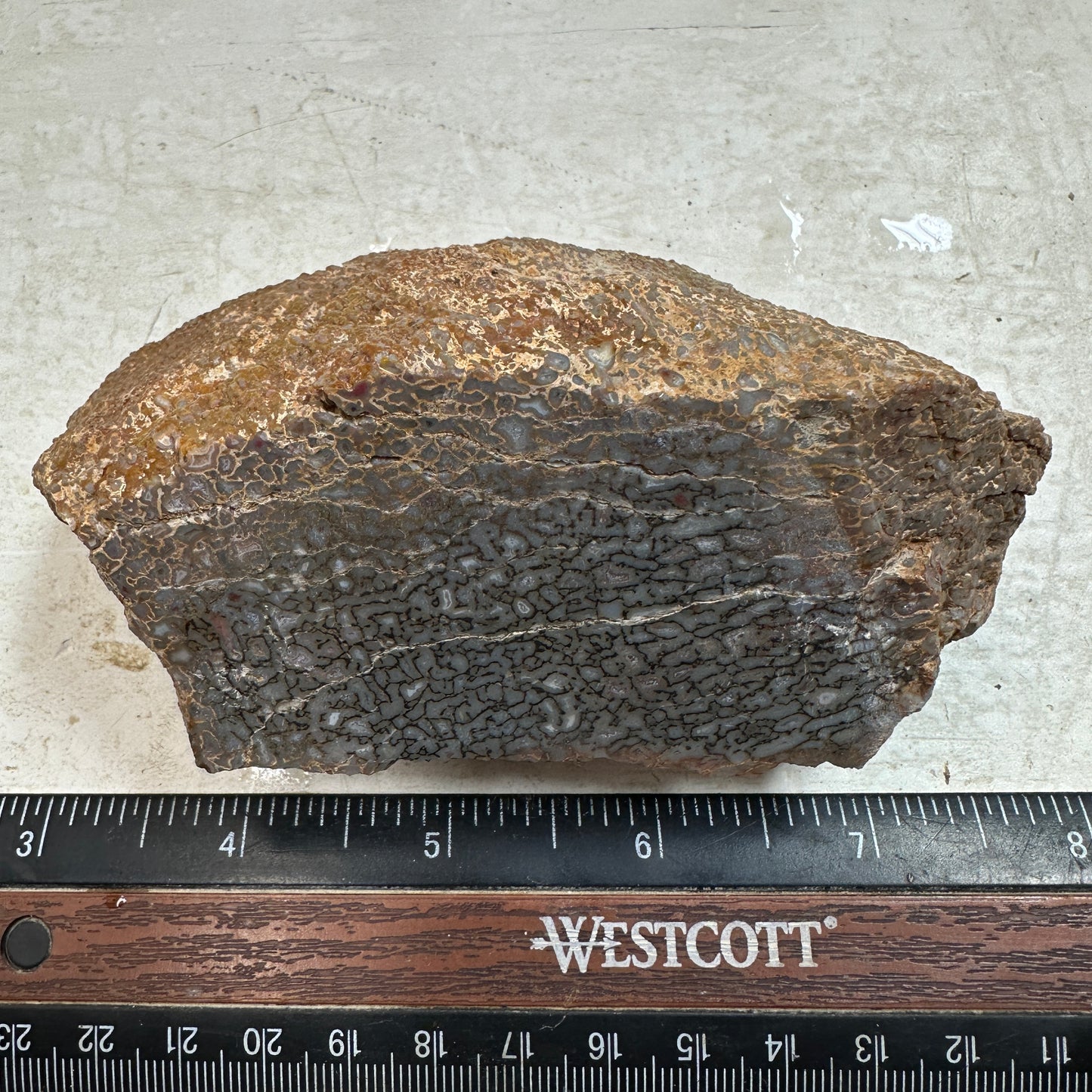 GEMBONE Dinosaur Bone Faced Rough - 14.7 ounces