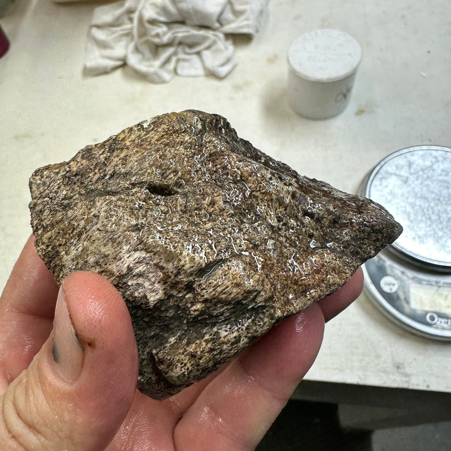 GEMBONE Dinosaur Bone Faced Rough - 0.81 Pounds