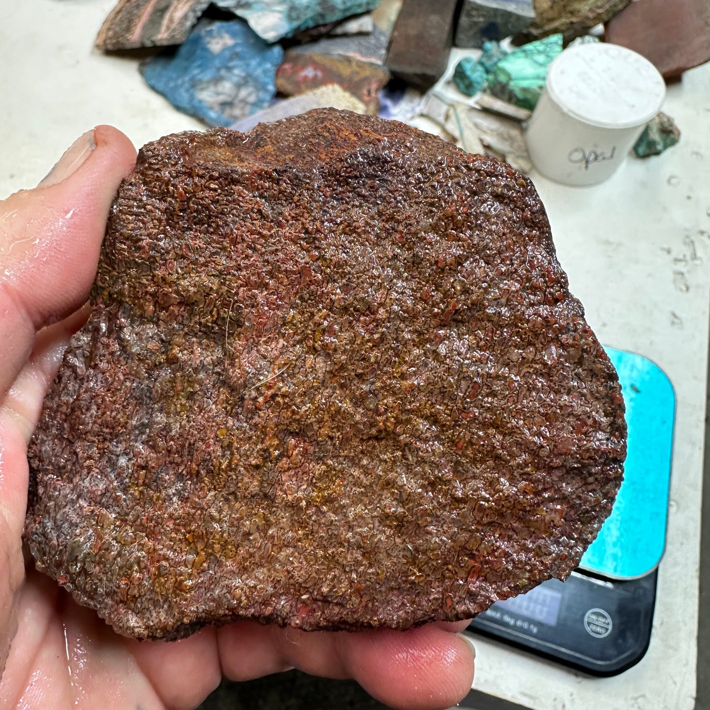 GEMBONE Dinosaur Bone Faced Rough - 1.40 Pounds