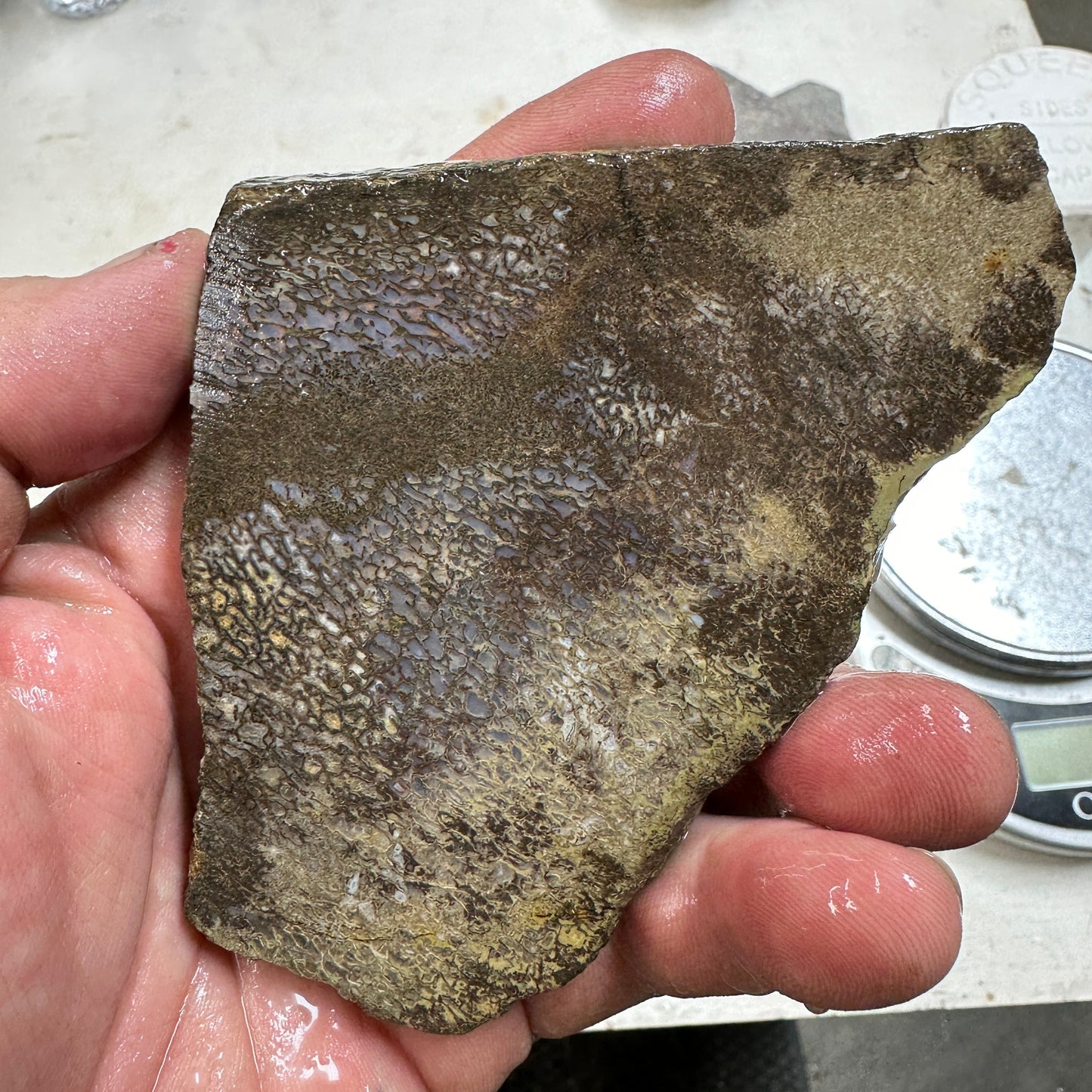 GEMBONE Dinosaur Bone Slab - 127 grams