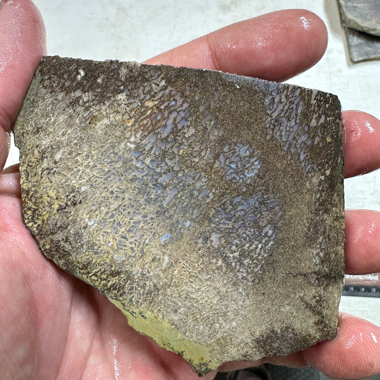 GEMBONE Dinosaur Bone Slab - 115 grams