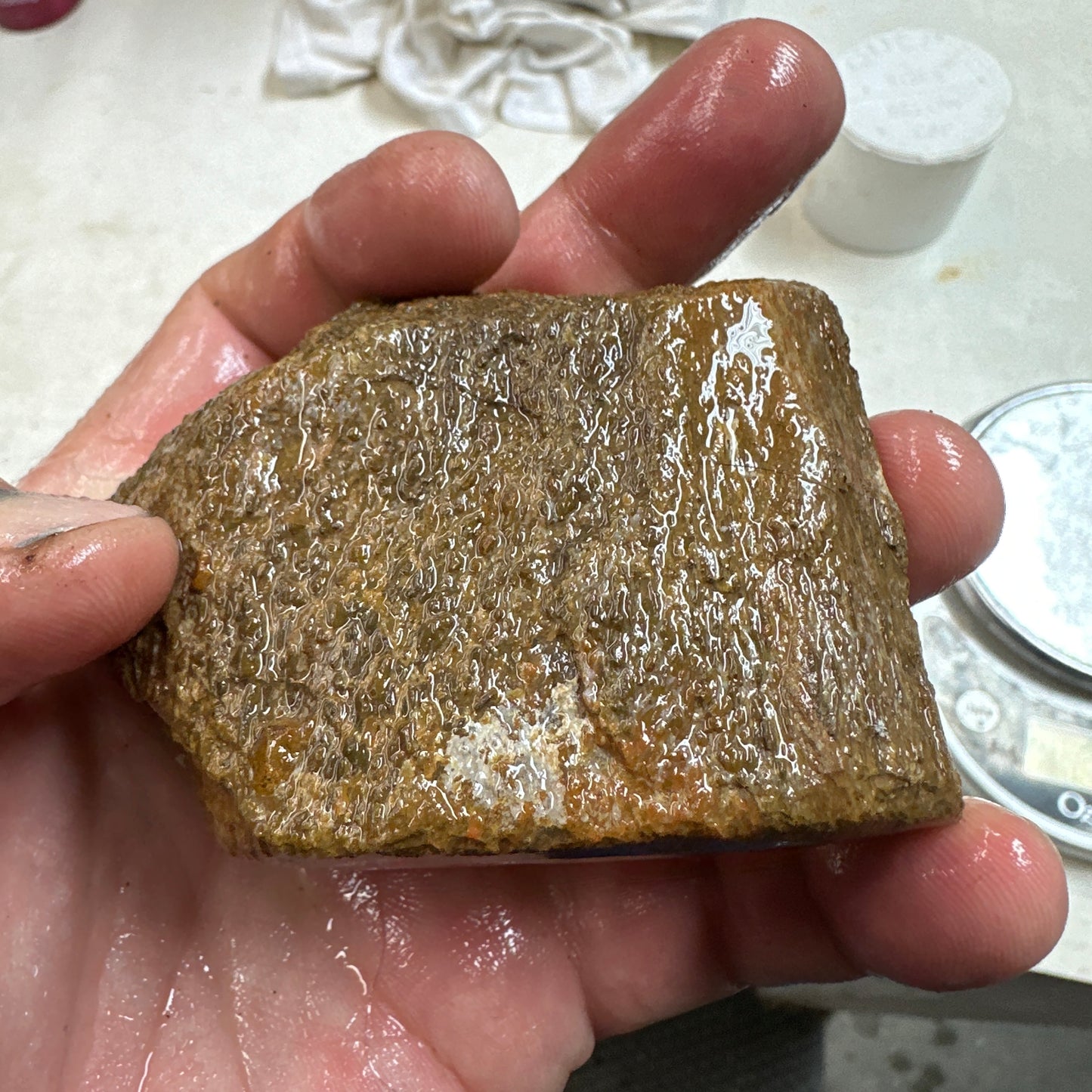 GEMBONE Dinosaur Bone Faced Rough - 0.66 Pounds