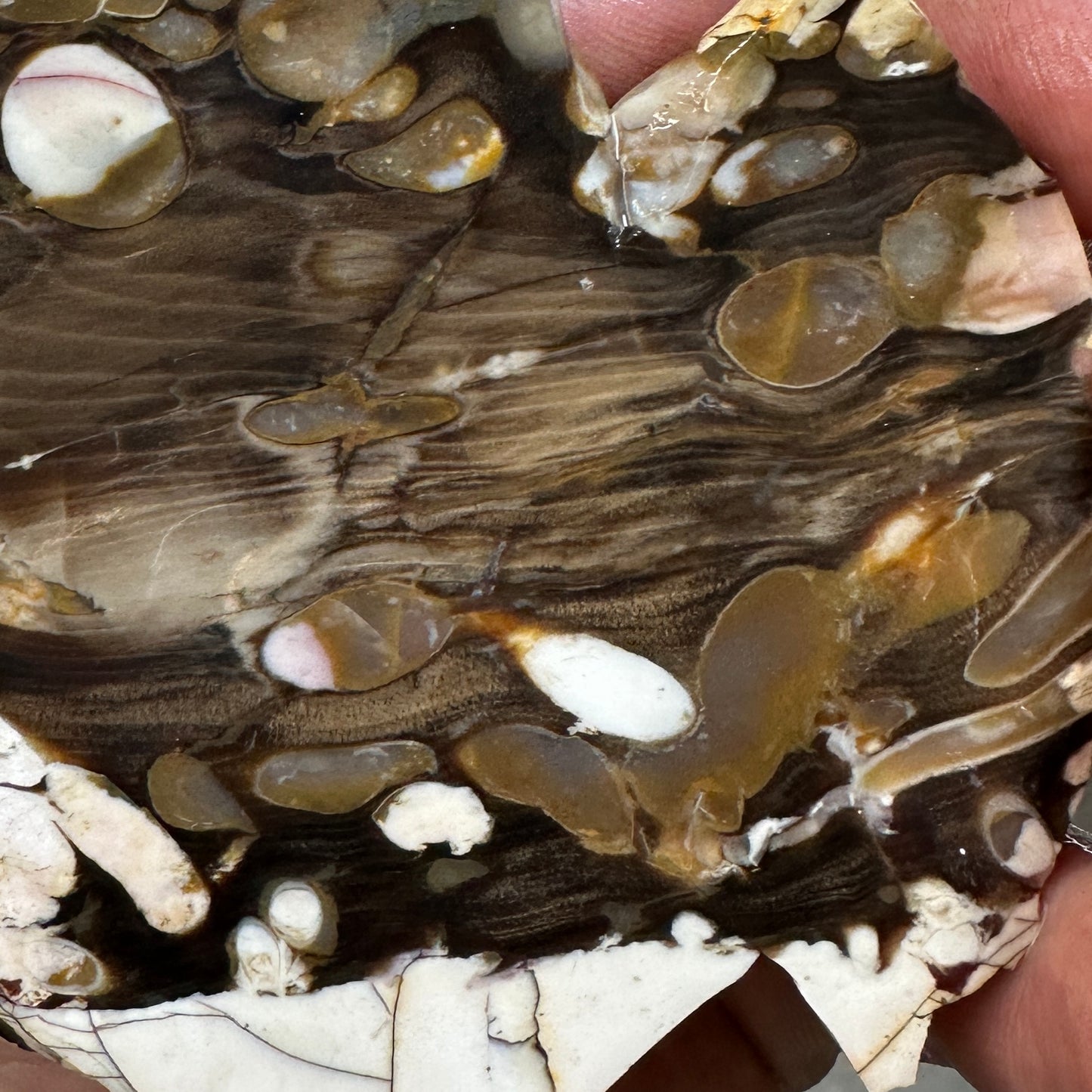 PEANUT WOOD Petrified Wood Slab - 152 grams