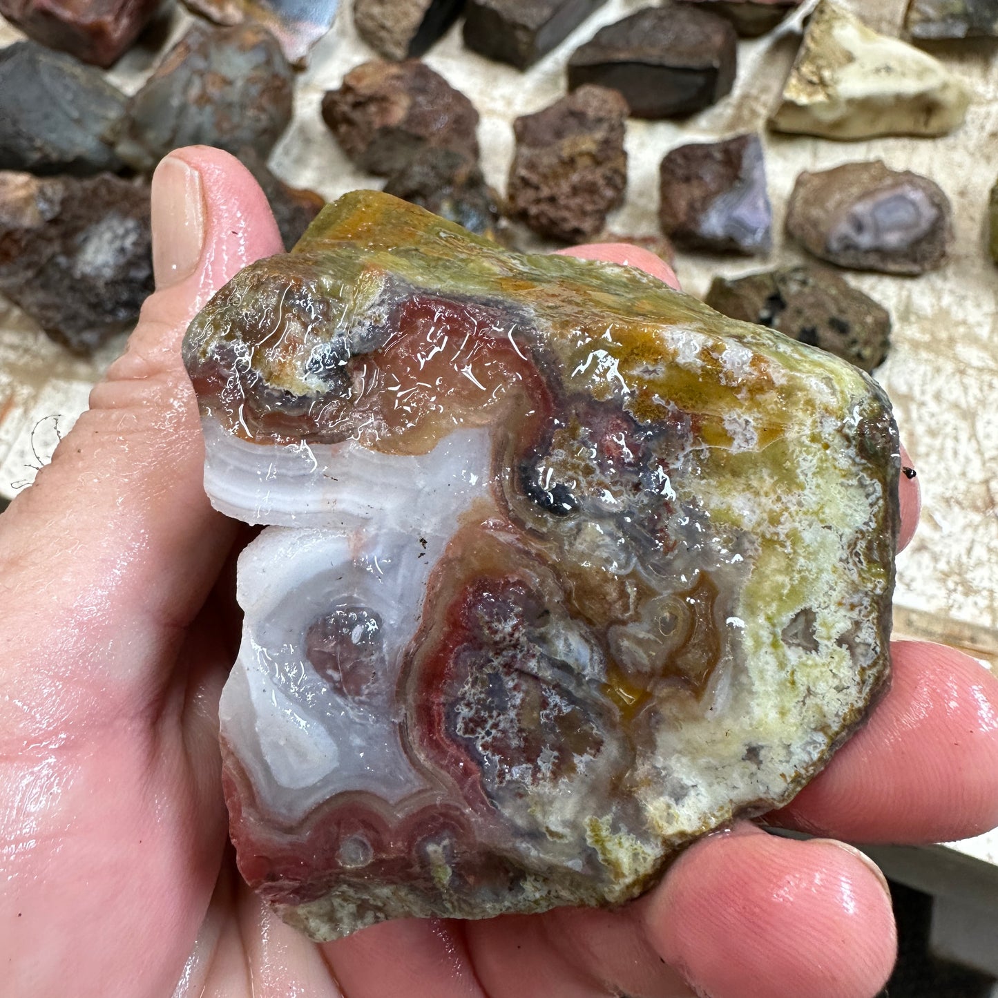 AGUA NUEVA AGATE Rough - 0.66 Pounds