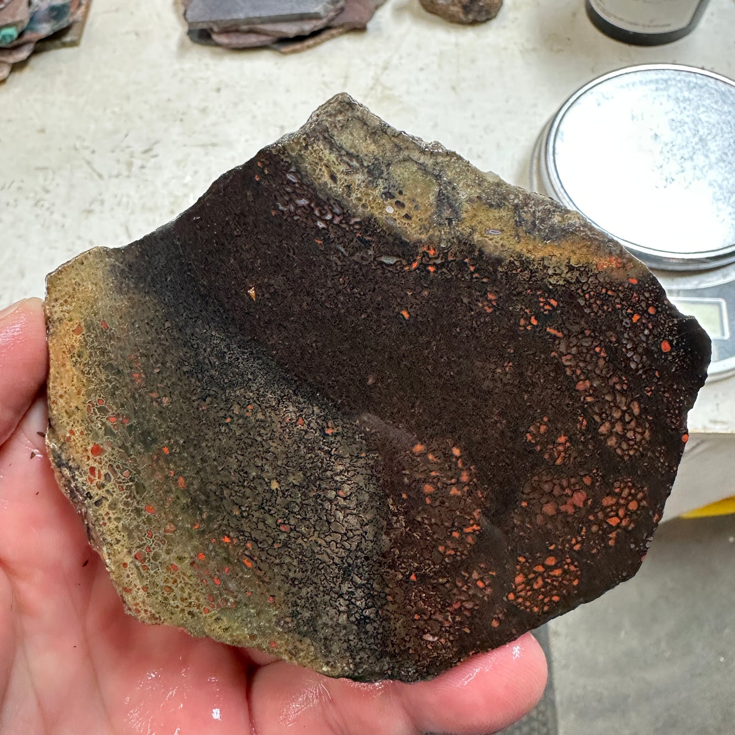 GEMBONE Dinosaur Bone Slab - 133 grams