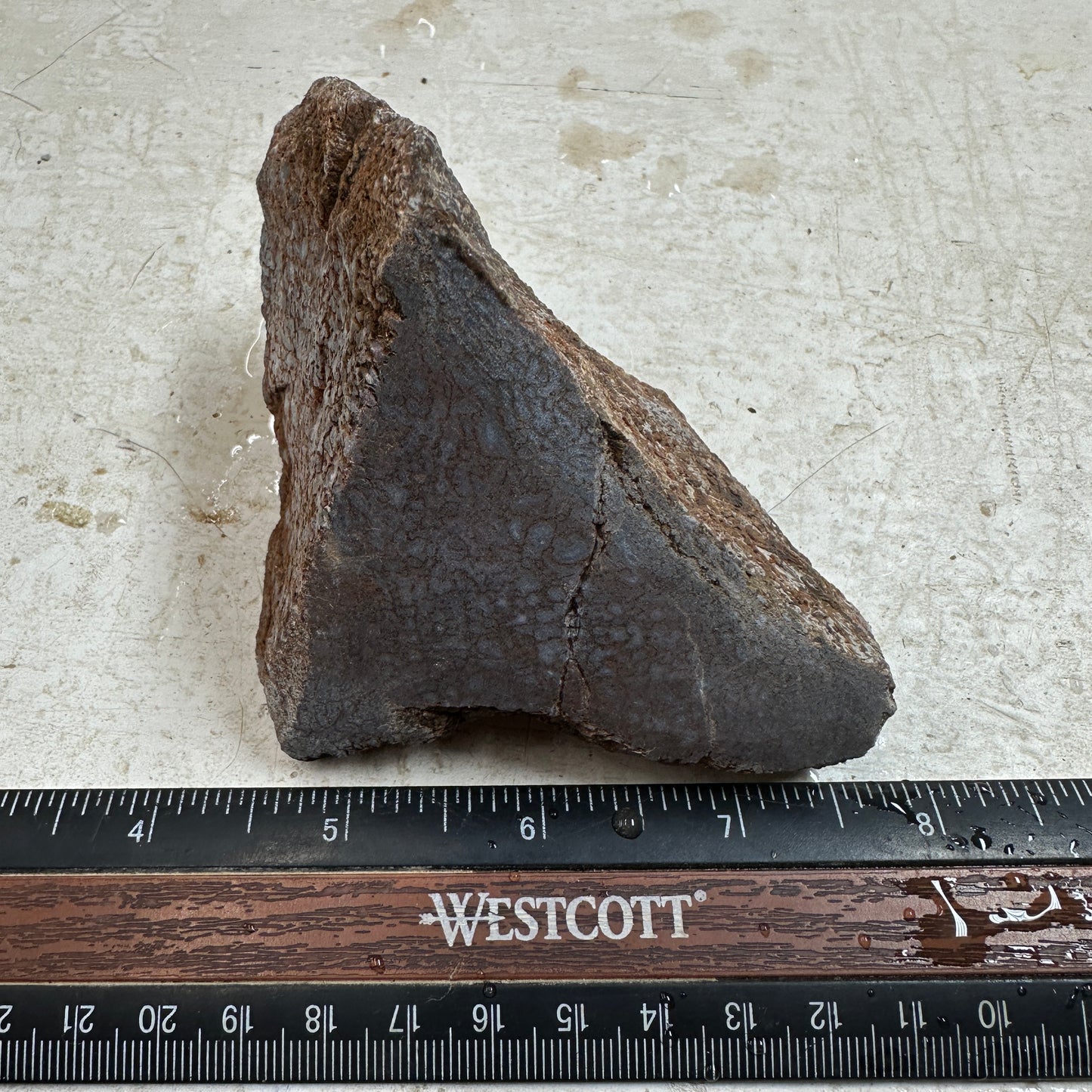 GEMBONE Dinosaur Bone Faced Rough - 0.81 Pounds