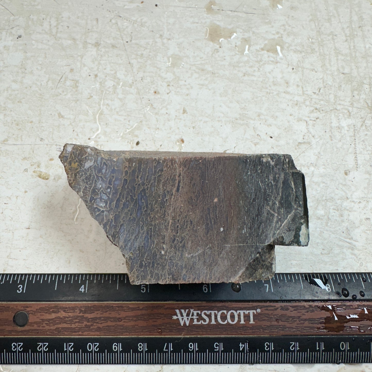 GEMBONE Dinosaur Bone Faced Rough - 0.57 Pounds