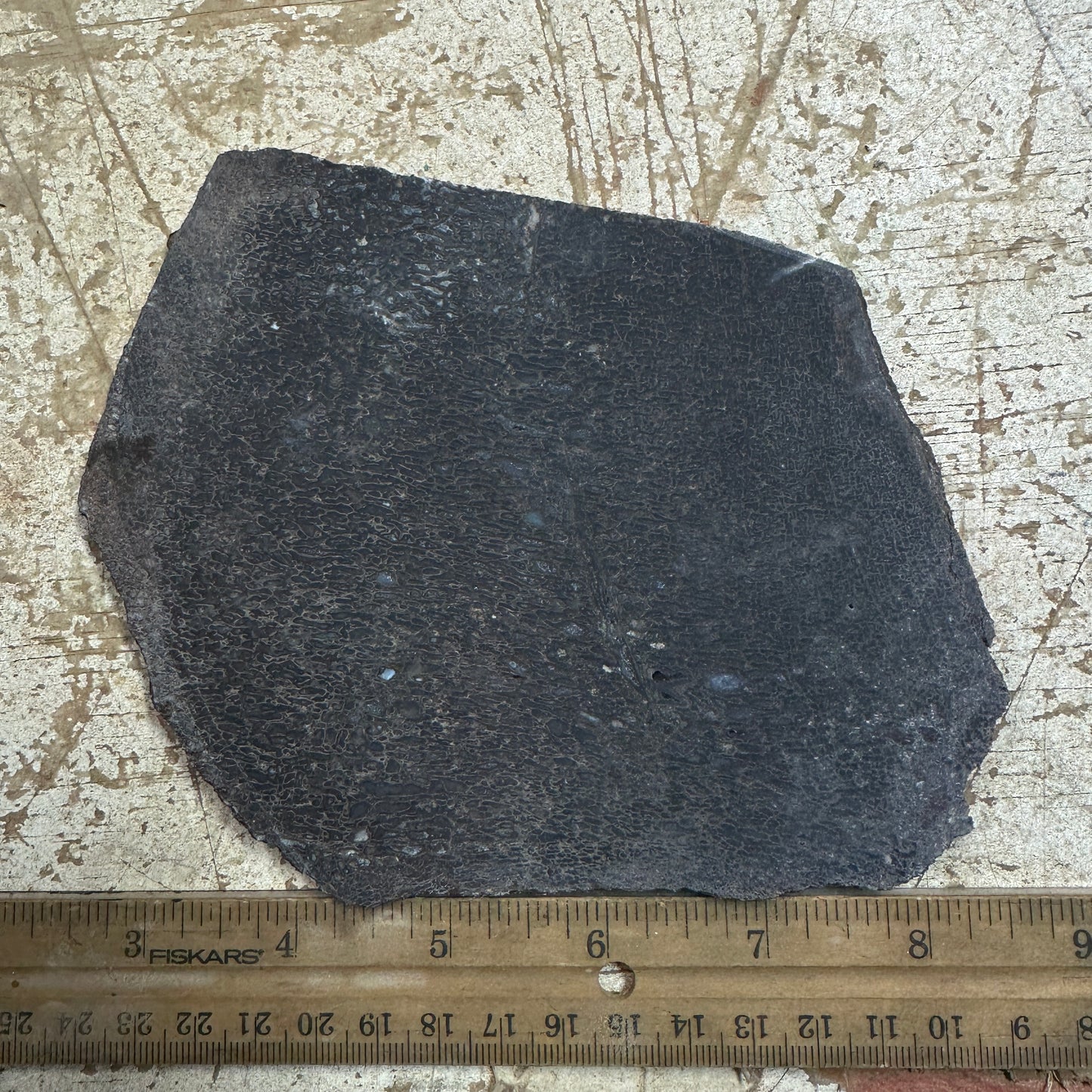 GEMBONE Dinosaur Bone Slab - 269 grams