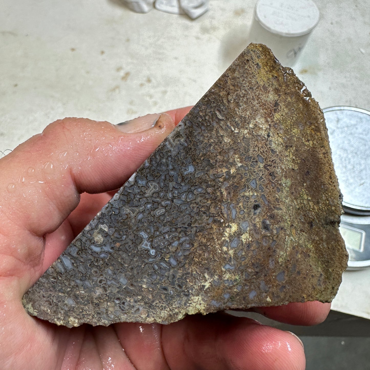 GEMBONE Dinosaur Bone Faced Rough - 0.81 Pounds