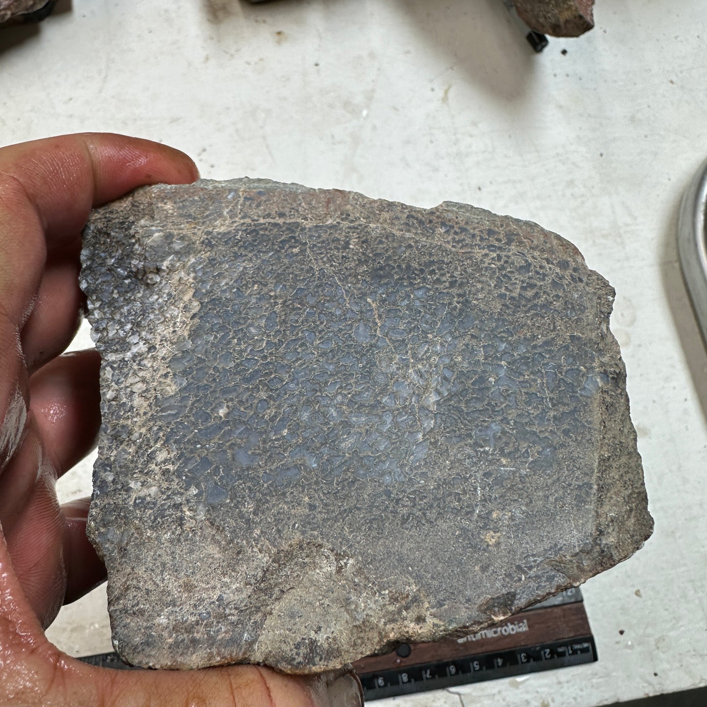 GEMBONE Dinosaur Bone Faced Rough - 2.09 Pounds