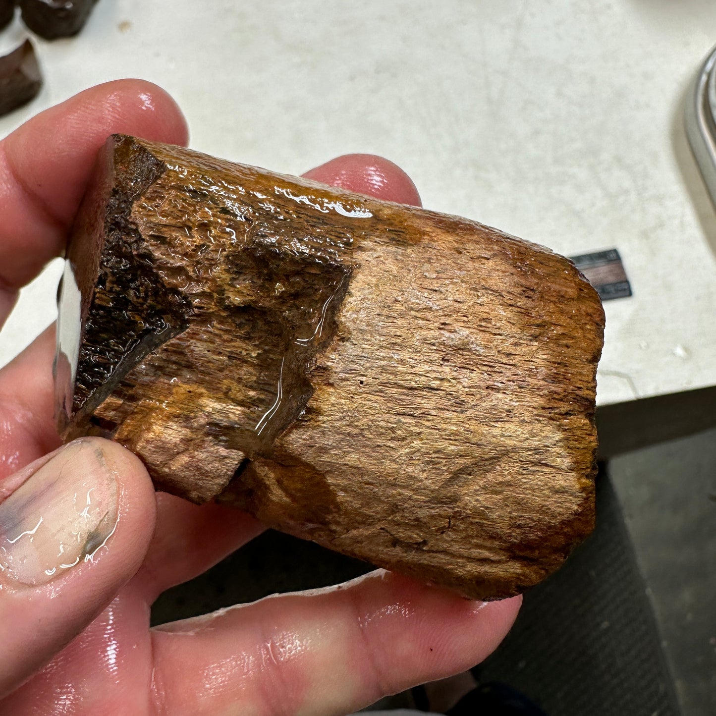 GEMBONE Dinosaur Bone Faced Rough - 9.4 ounces