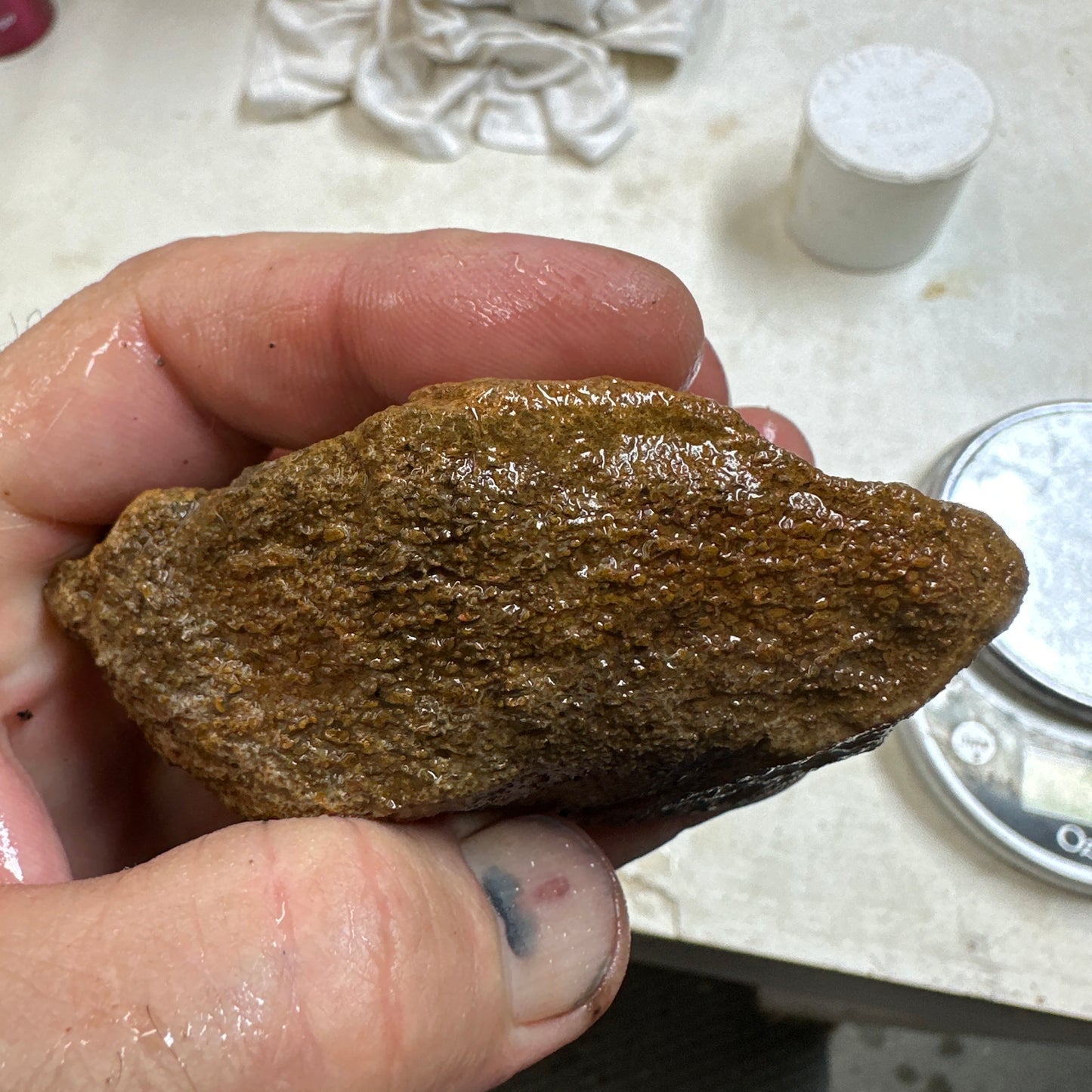 GEMBONE Dinosaur Bone Faced Rough - 0.66 Pounds