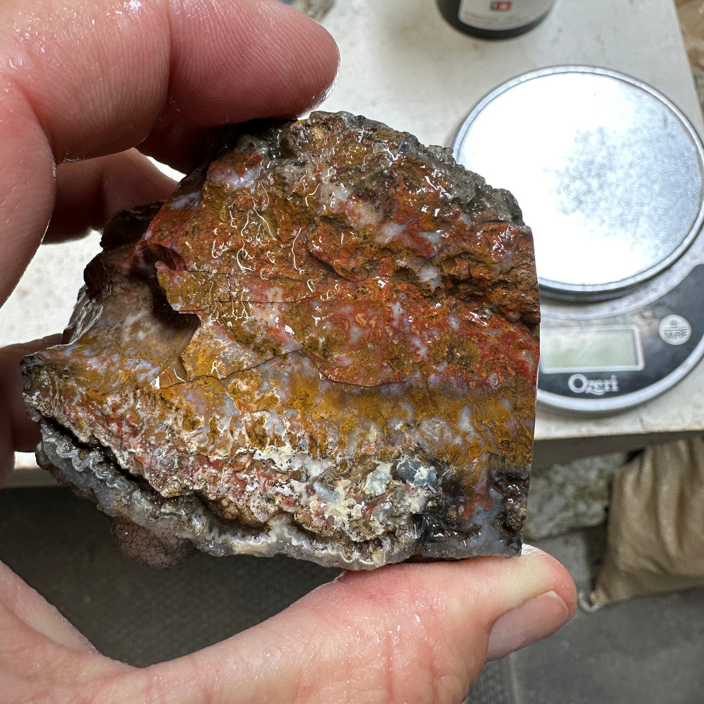 WINGATE PASS PLUME AGATE Windowed Rough - 1.15 Pounds