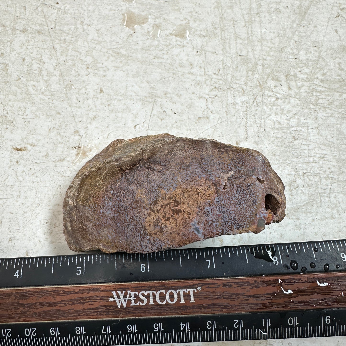 GEMBONE Dinosaur Bone Faced Rough - 0.86 Pounds