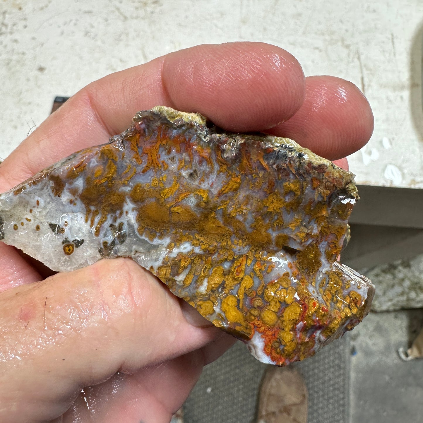 WINGATE PASS PLUME AGATE Windowed Rough - 0.48 Pounds