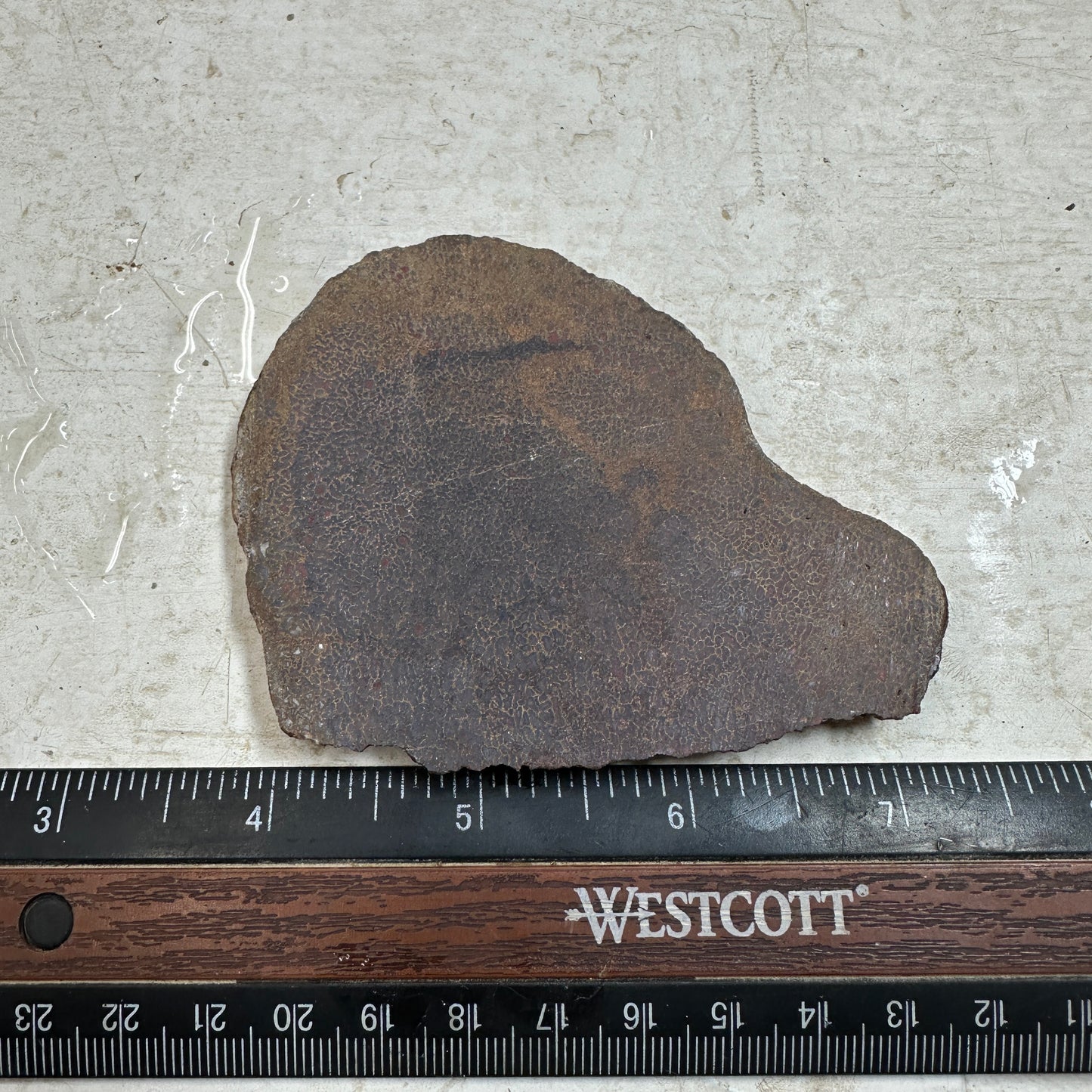 GEMBONE Dinosaur Bone Slab - 91 grams