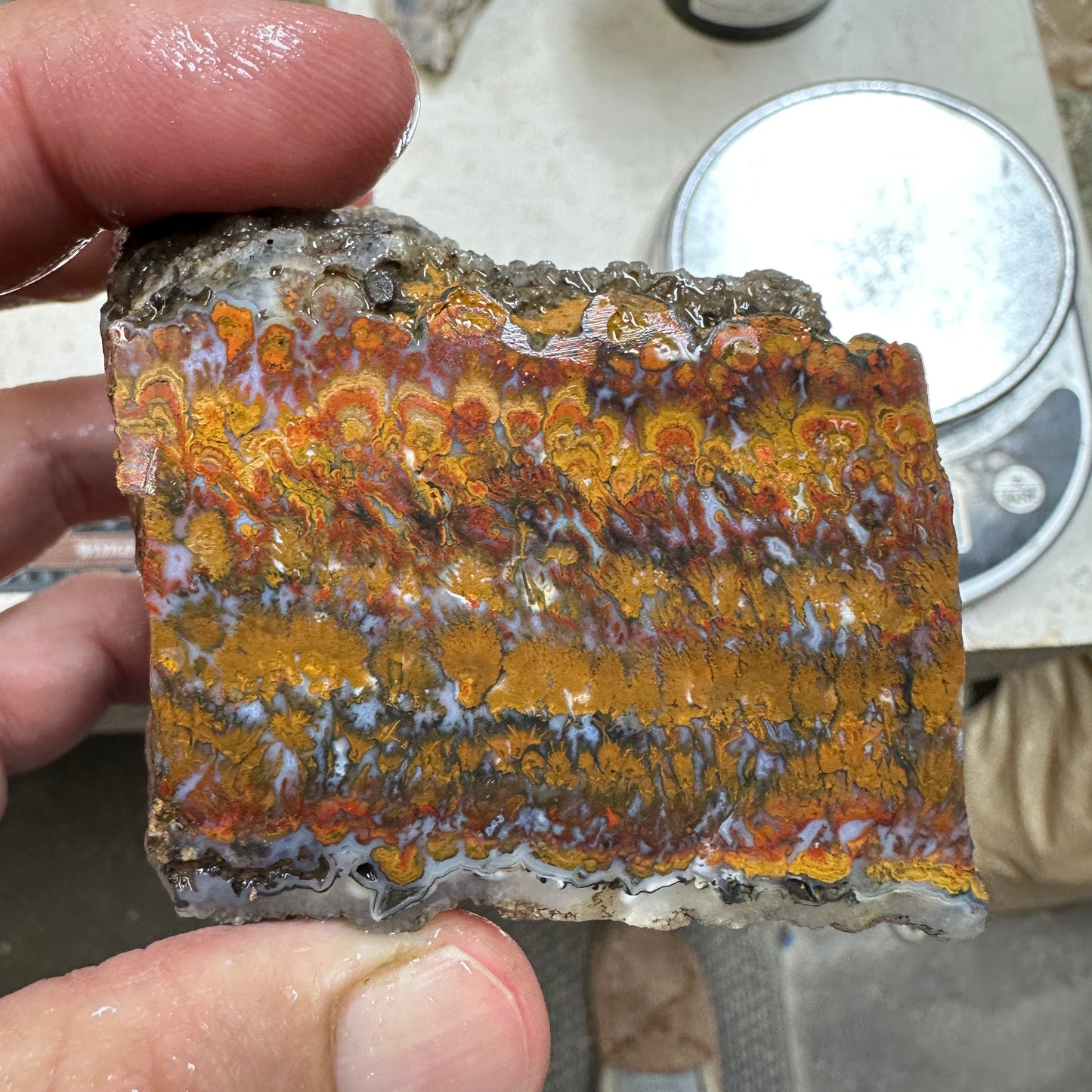 WINGATE PASS PLUME AGATE Windowed Rough - 1.15 Pounds