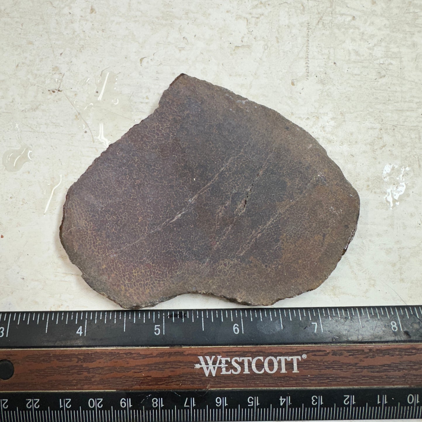 GEMBONE Dinosaur Bone Slab - 106 grams