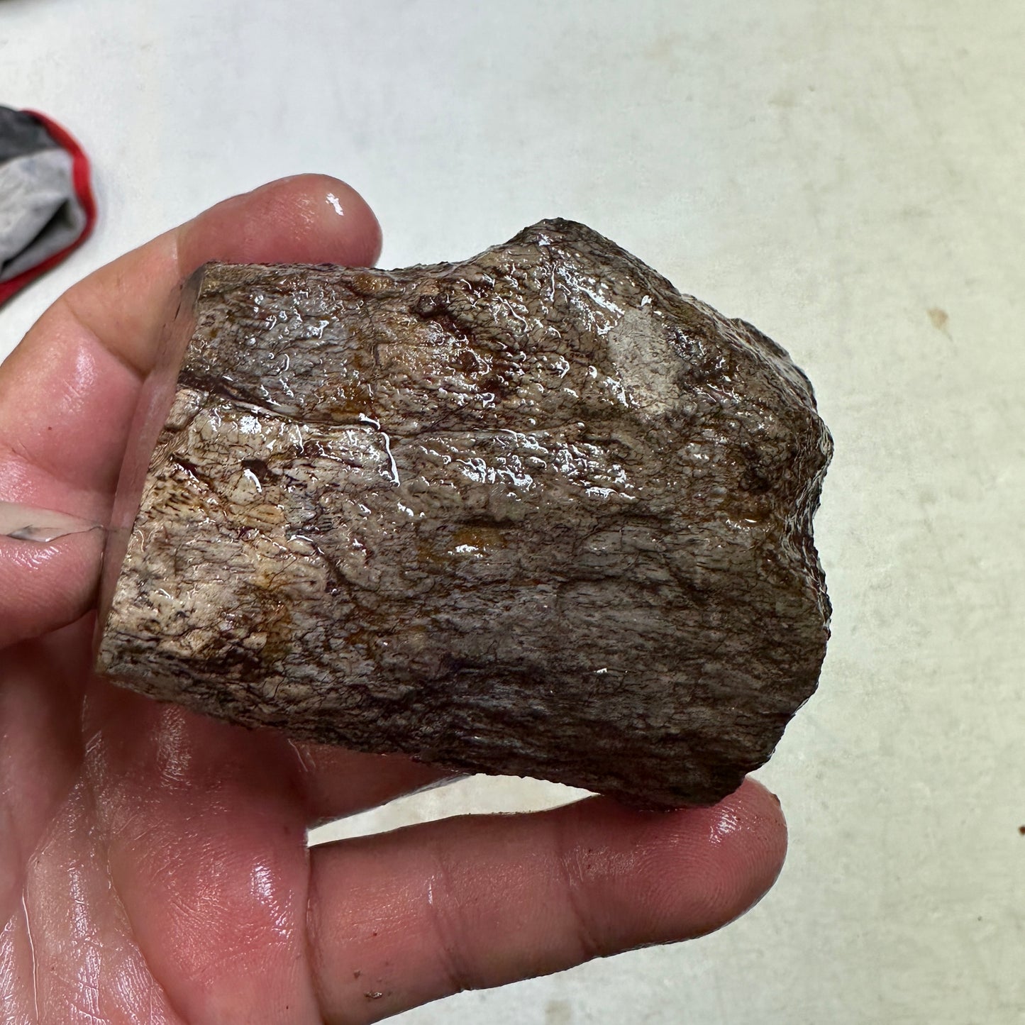 GEMBONE Dinosaur Bone Faced Rough - 0.98 Pounds