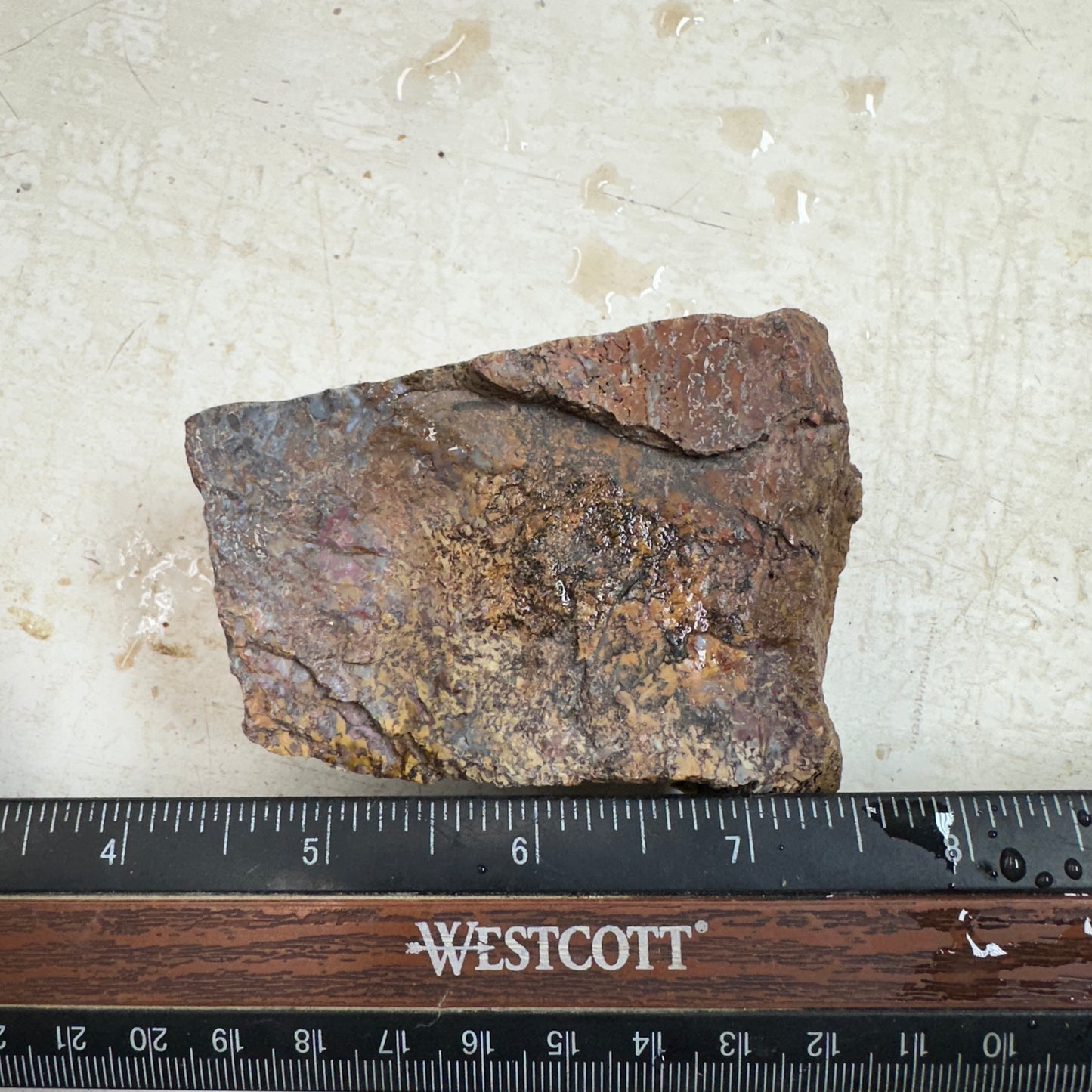 GEMBONE Dinosaur Bone Faced Rough - 0.86 Pounds