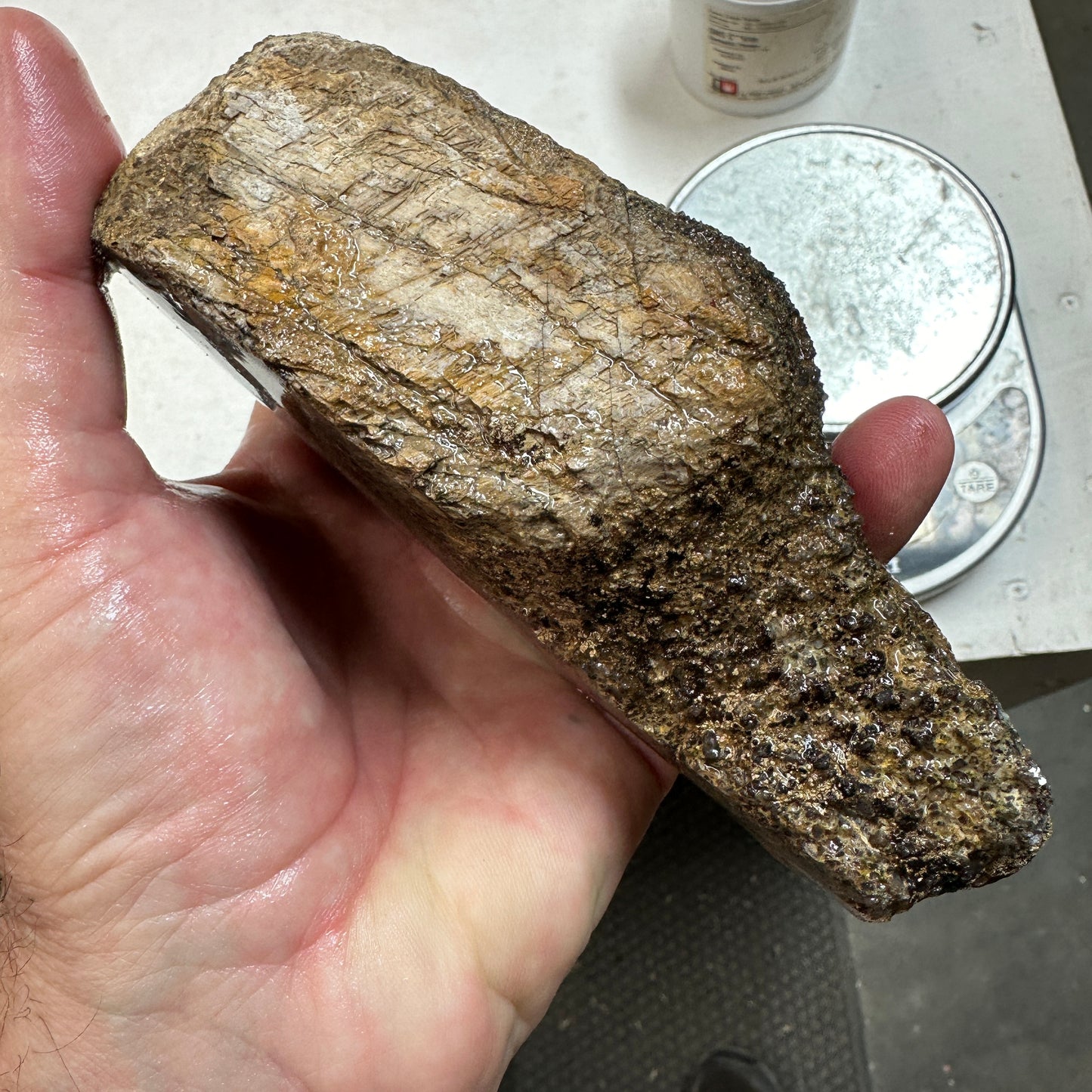 GEMBONE Dinosaur Bone Faced Rough - 28.8 ounces