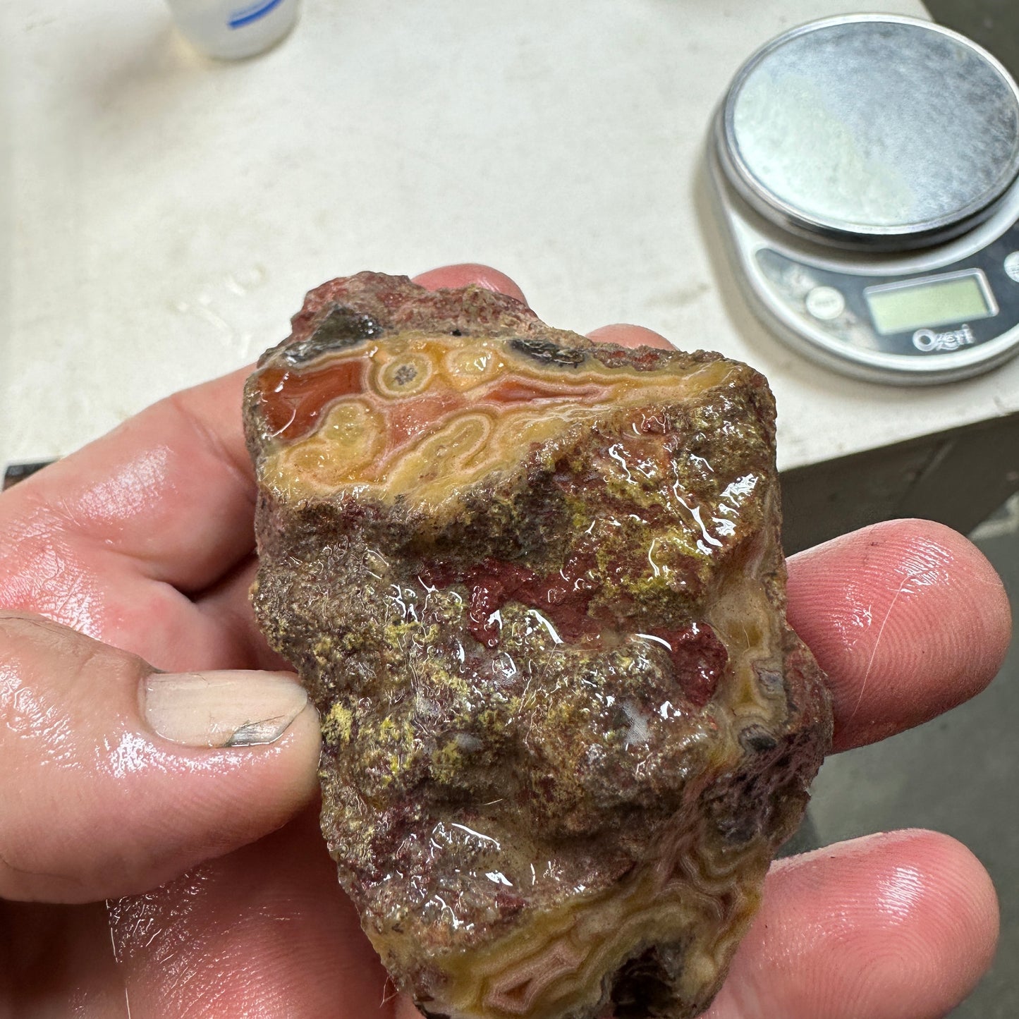 LAGUNA AGATE Rough - 0.30 Pounds