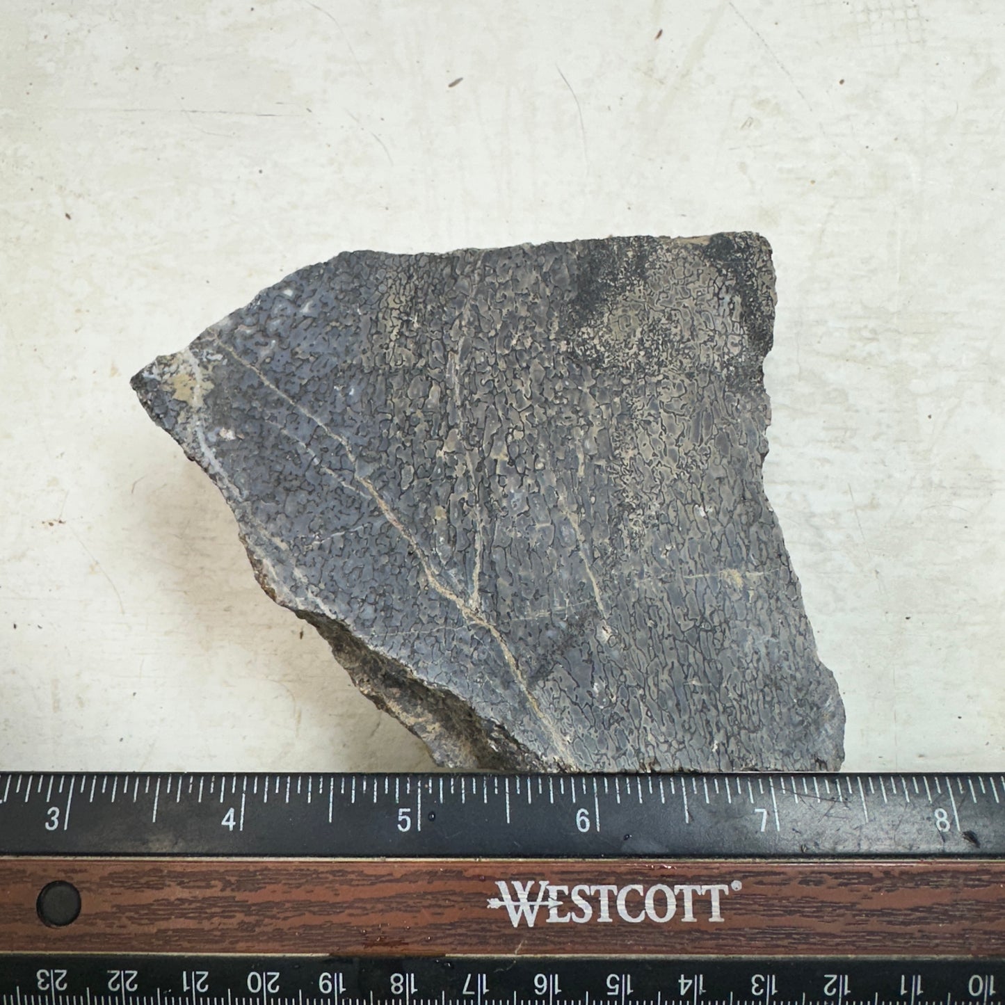 GEMBONE Dinosaur Bone Faced Rough - 2.01 Pounds