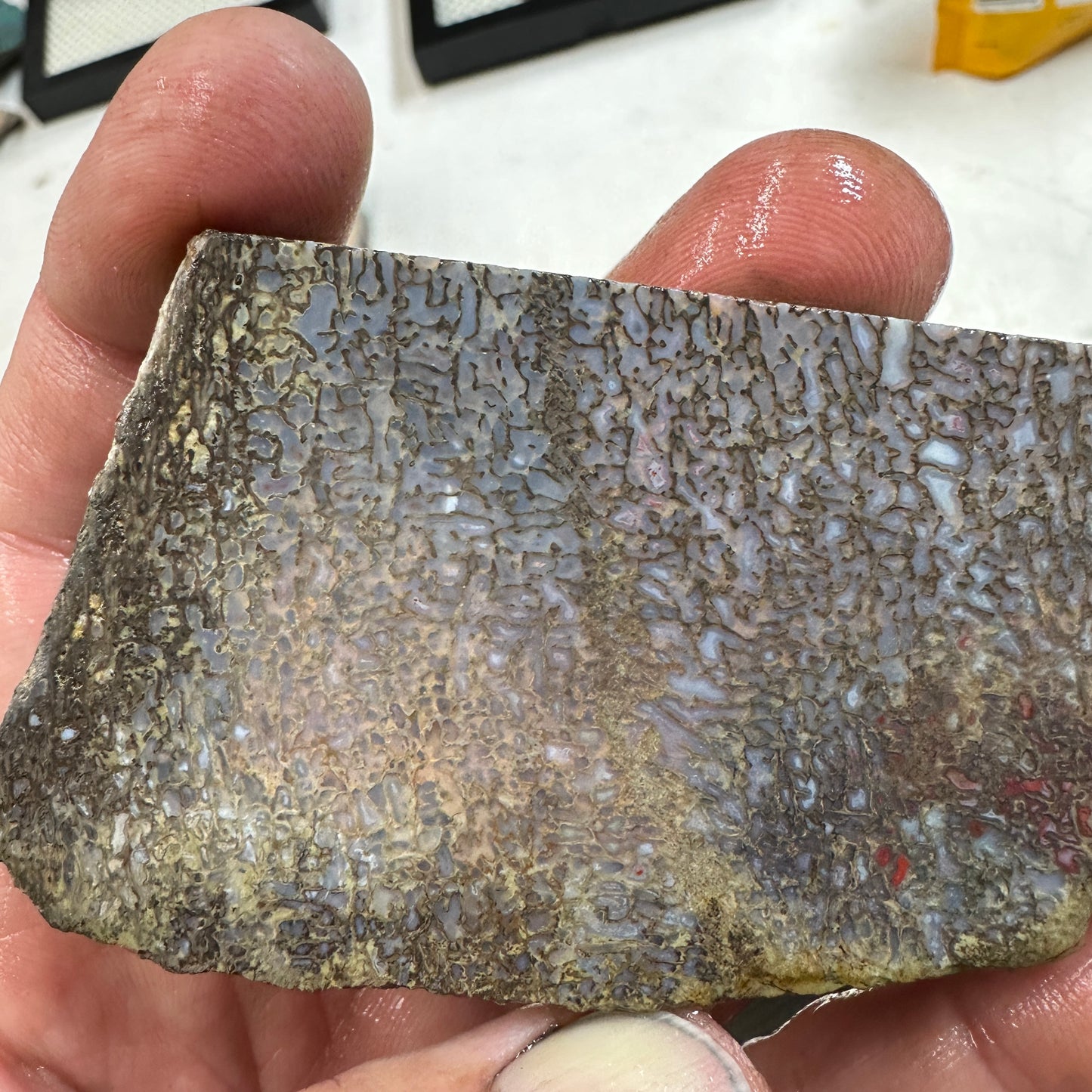 GEMBONE Dinosaur Bone Slab - 75 grams