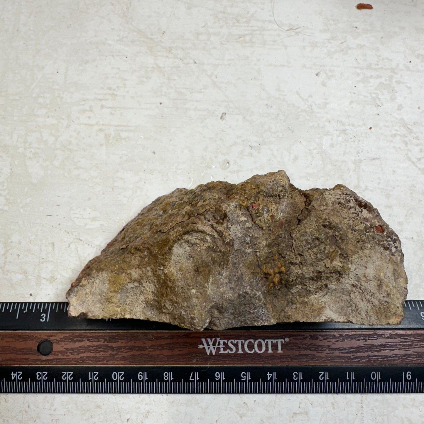 GEMBONE Dinosaur Bone Faced Rough - 0.78 Pounds