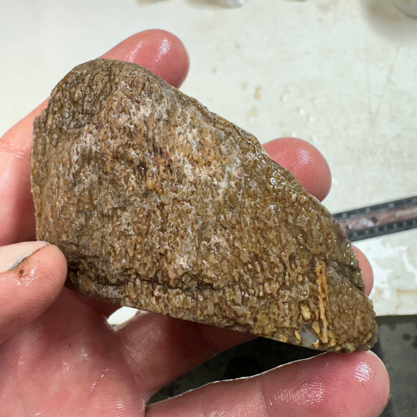 GEMBONE Dinosaur Bone Faced Rough - 0.45 Pounds