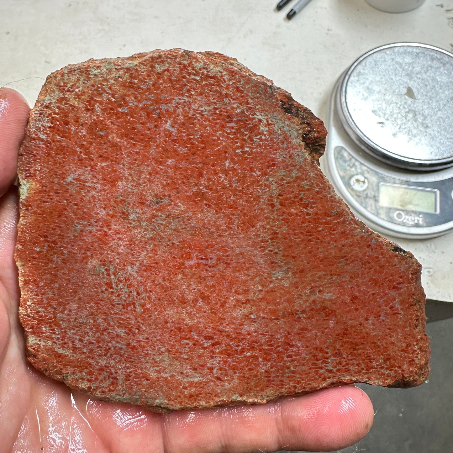 GEMBONE Dinosaur Bone Slab - 150 grams