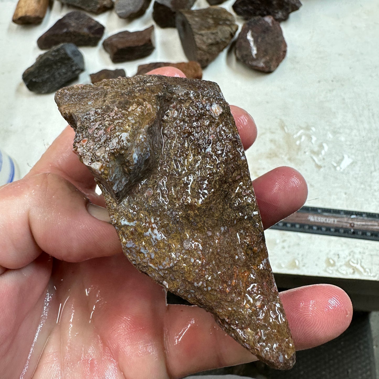 GEMBONE Dinosaur Bone Faced Rough - 13.4 ounces