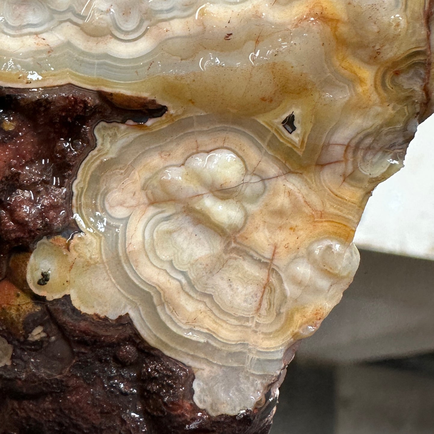 CRAZY LACE AGATE Rough - 1.56 pounds