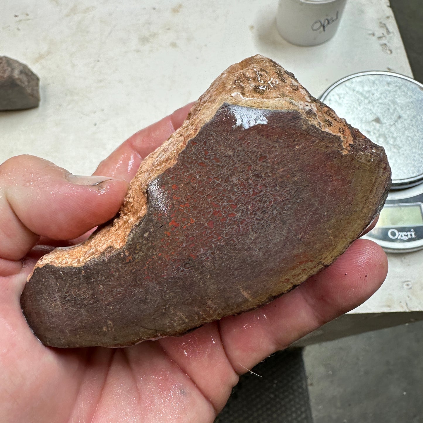 GEMBONE Dinosaur Bone Faced Rough - 1.34 Pounds