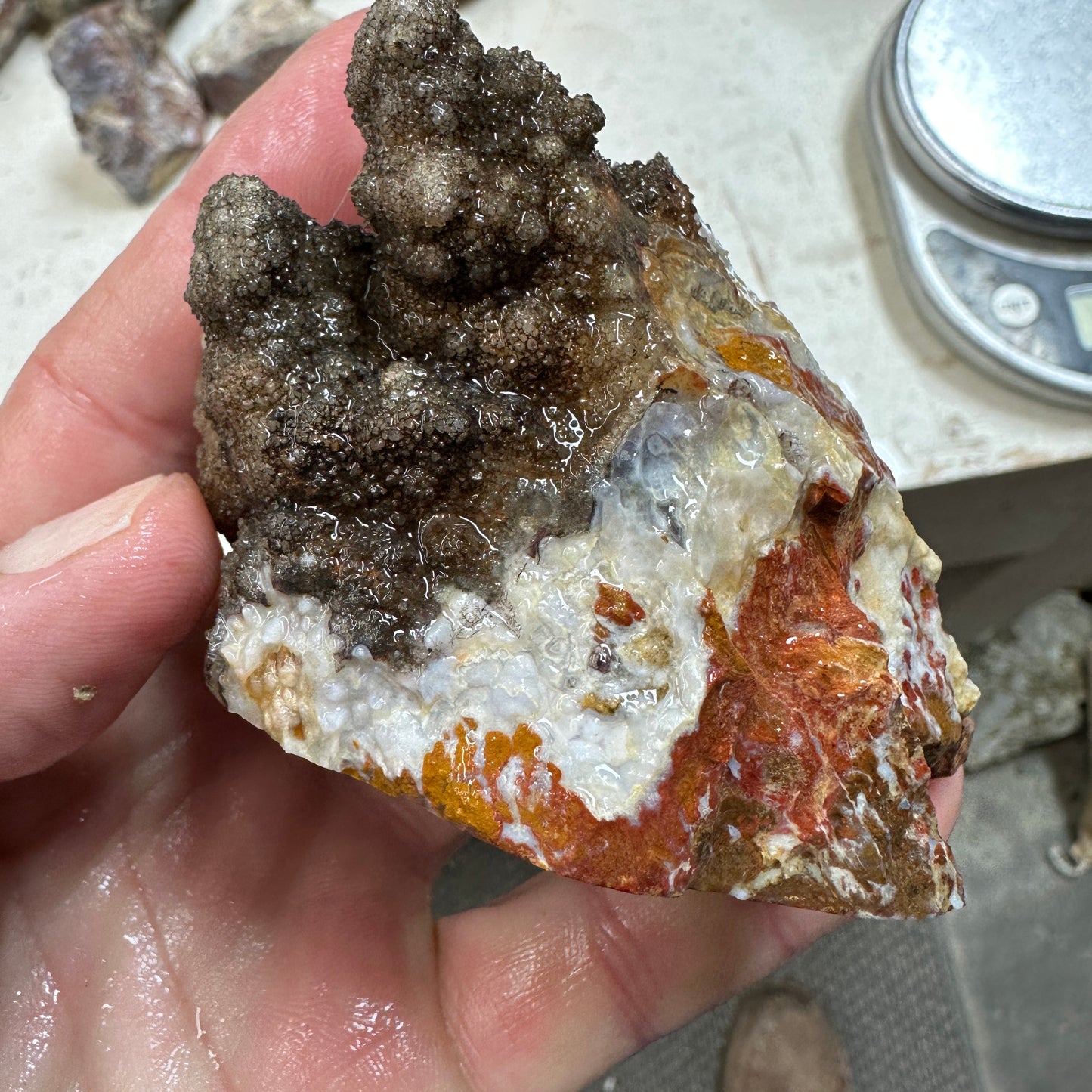 WINGATE PASS PLUME AGATE Windowed Rough - 0.62 Pounds