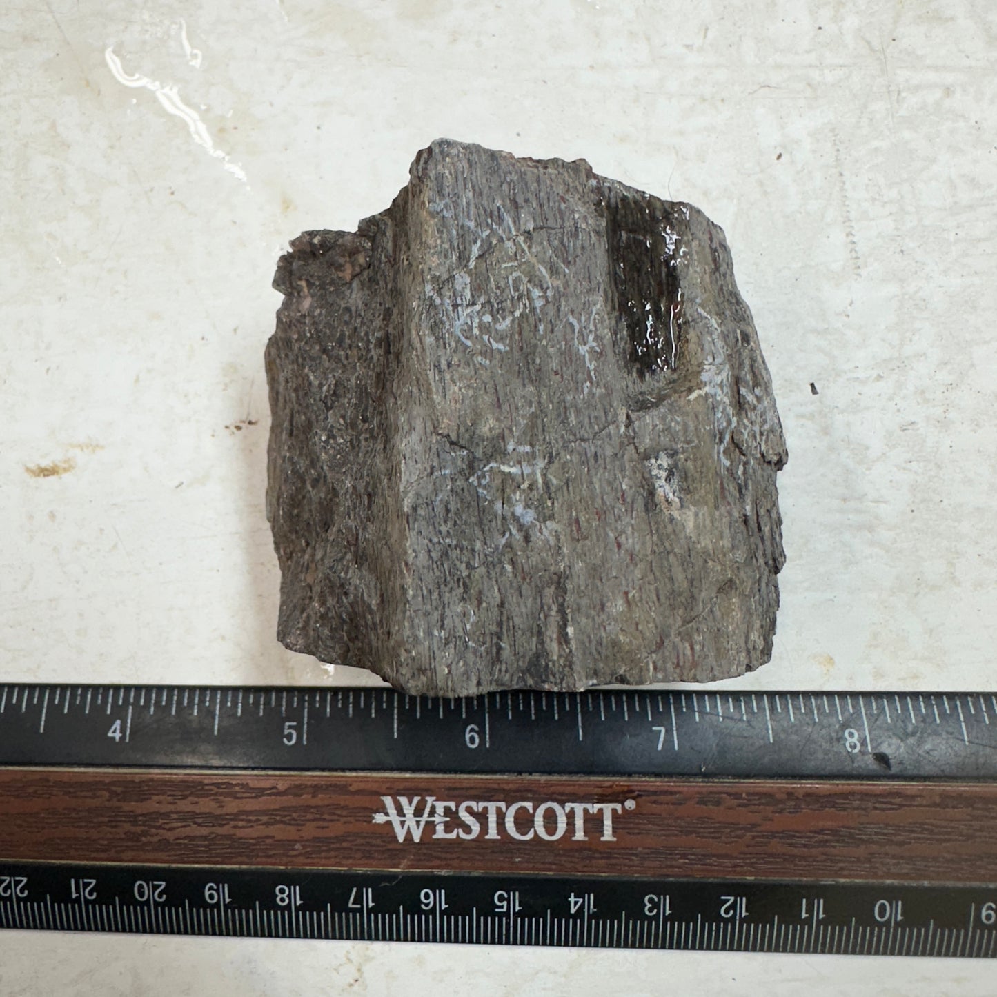 GEMBONE Dinosaur Bone Faced Rough - 279 grams