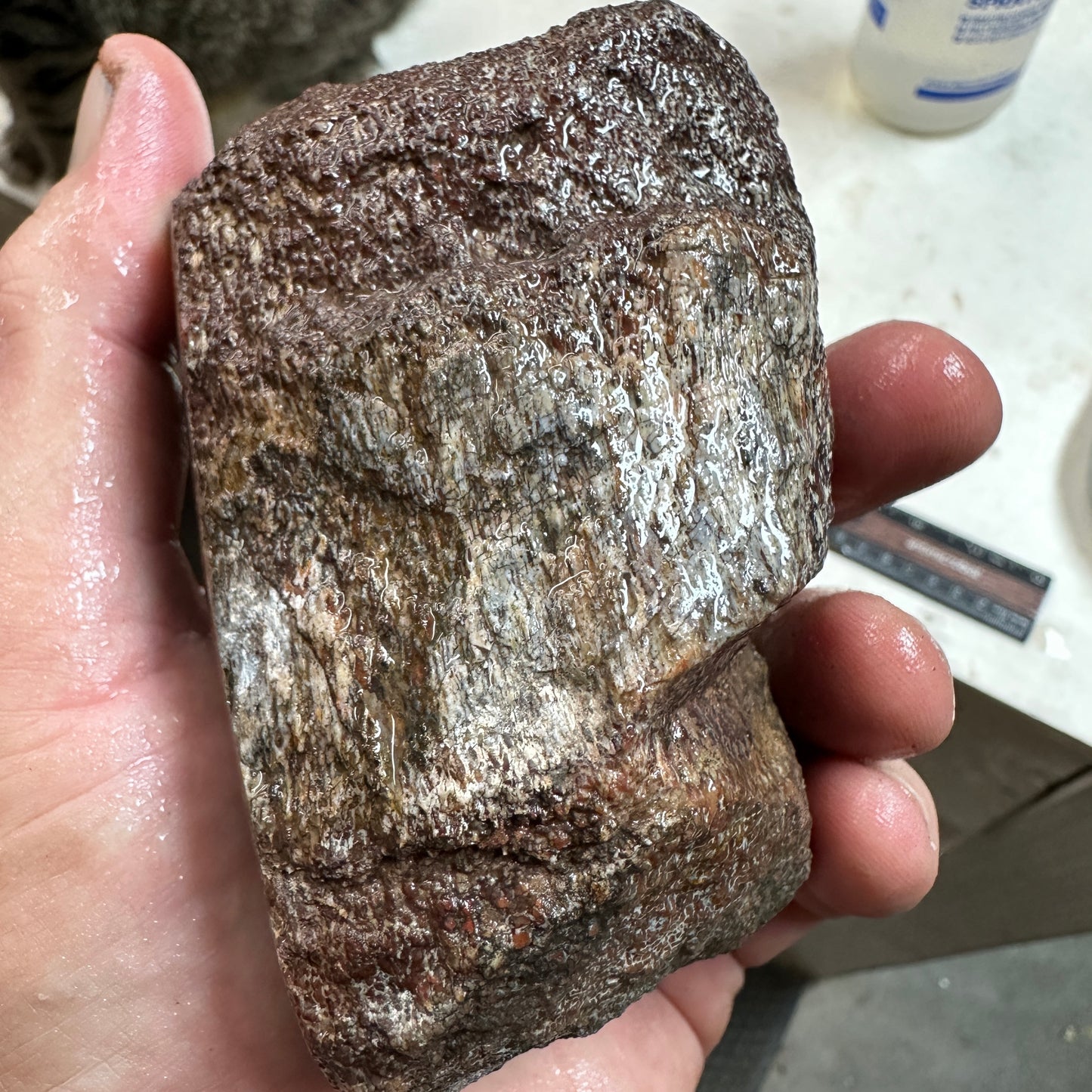 GEMBONE Dinosaur Bone Faced Rough - 1.89 Pounds